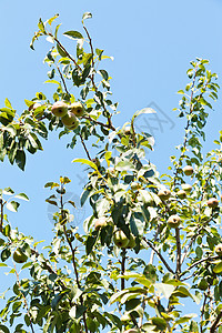 在夏日以成熟的果实种出梨树的枝图片
