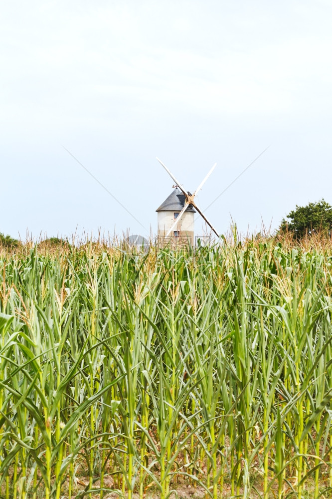 法国布赖尔地区玉米田风车图片