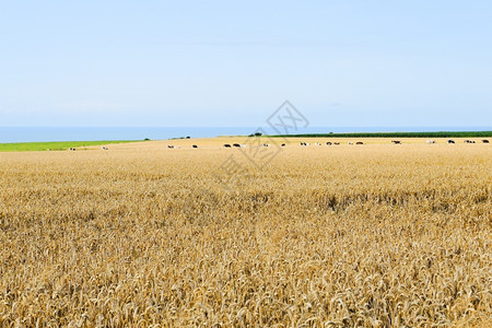 法国英吉利海峡岸诺曼底的成熟小麦田图片