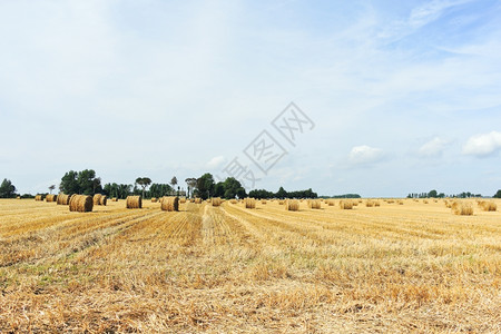 在法国诺曼底收获的田地上带干草卷的全景图片
