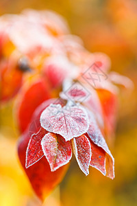 红叶上的霜接近秋林图片