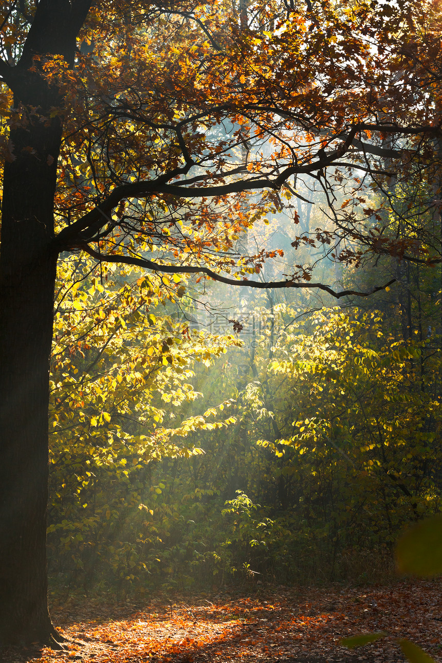 在阳光明媚的下秋天森林里阳光照耀着图片