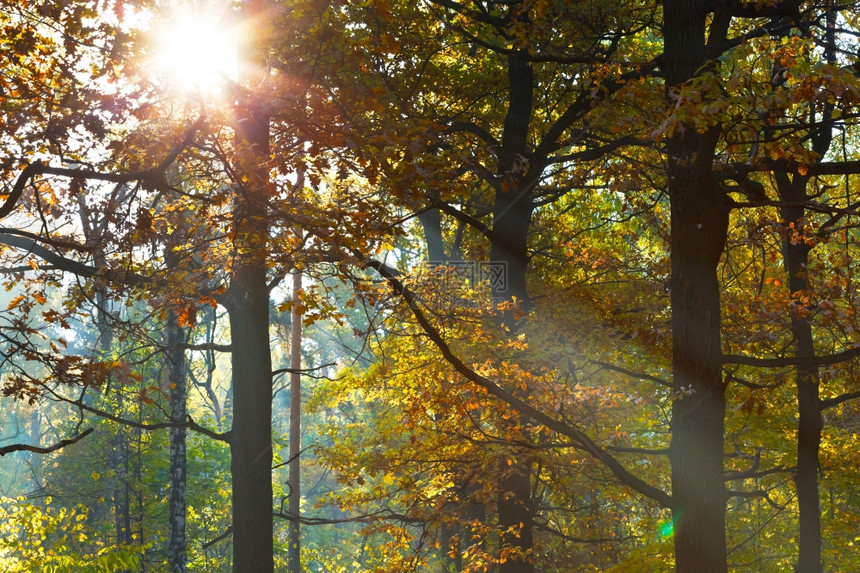 秋天森林叶的阳光照亮图片
