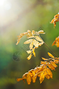 秋林中的黄树叶图片