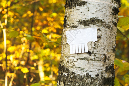 秋天城市公园Birch树干上的拆纸通知图片