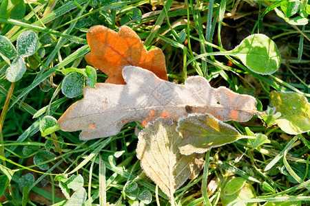 秋前天绿草中冷冻的橡树叶图片