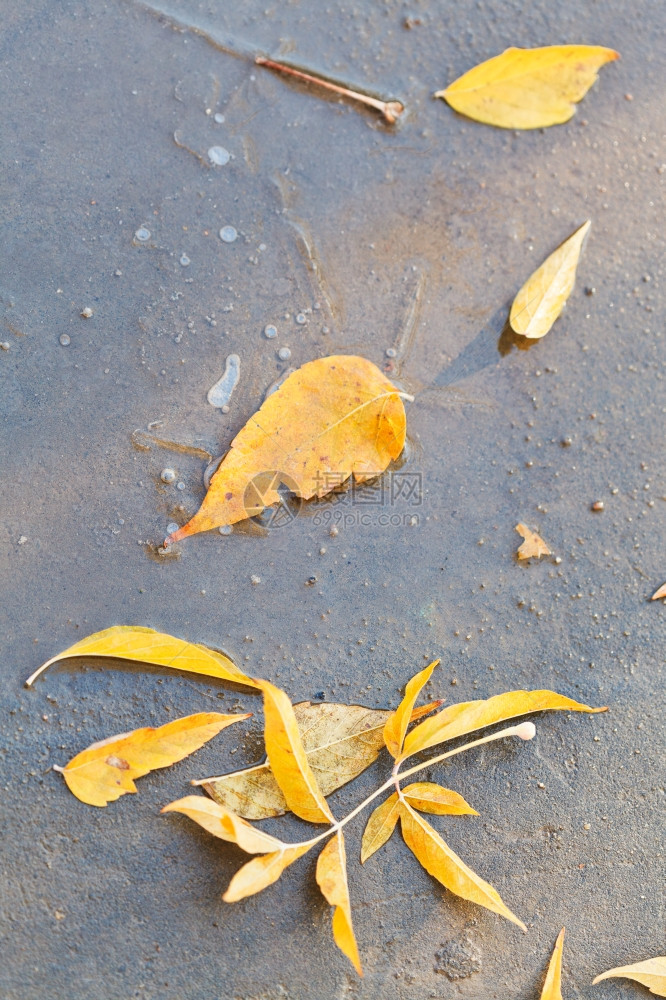 秋天黄的落叶在冰冻水坑里图片