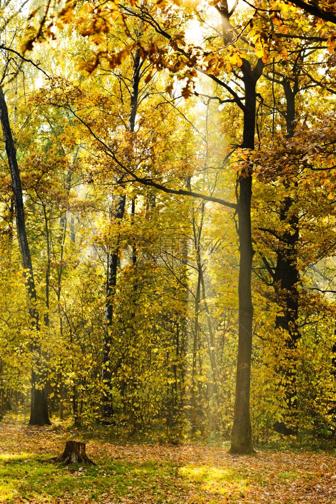秋天的太阳光照亮森林草原图片