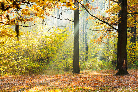 阳光照在明媚的秋天森林中背景图片