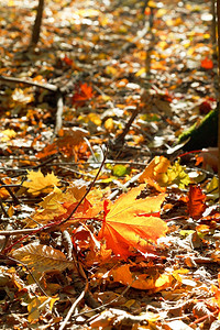 秋天的阳光下叶中的红色和黄树叶图片