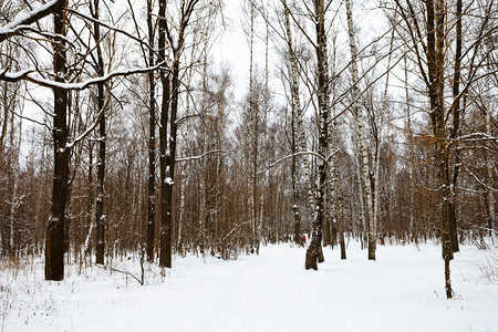 冬季积雪覆盖森林的边缘图片
