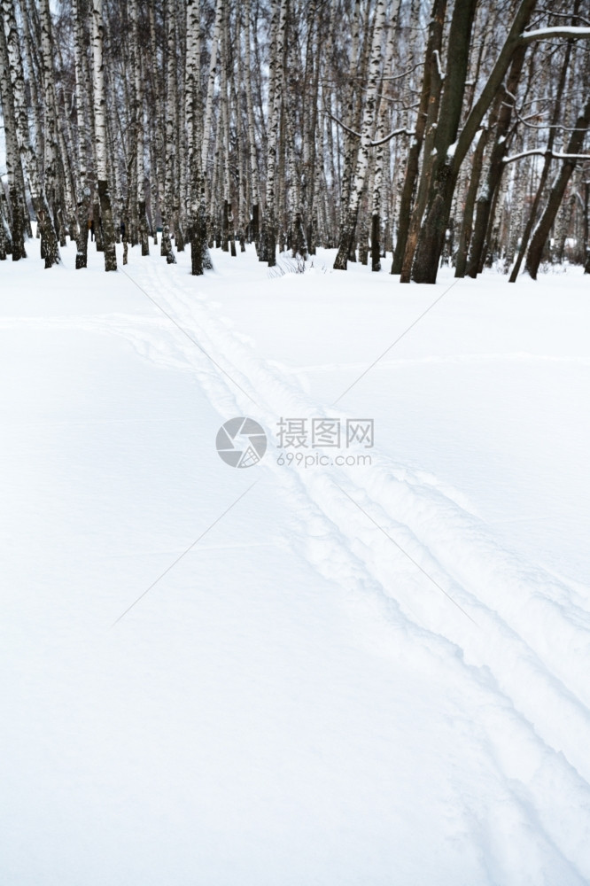 冬季在比切森林边缘的滑雪轨迹图片