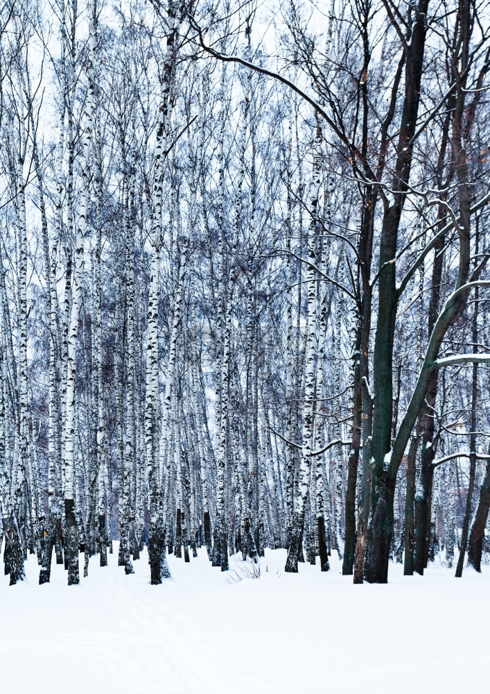 寒冷的白树林中赤橡图片