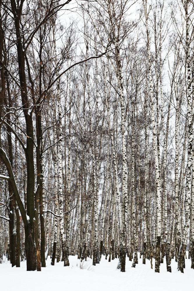 在寒冬冷的日雪的白树林中橡图片