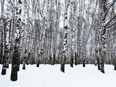 冬天雪白树边的寒冬图片