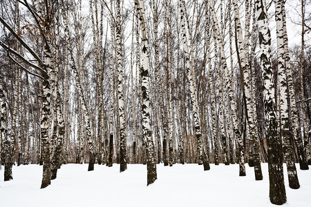 冬季城市公园的光生树干图片
