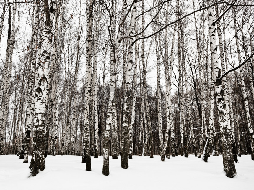 寒冬冷的雪白树林图片