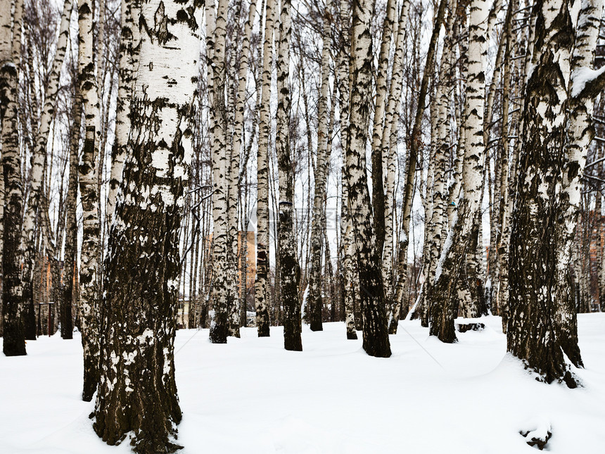 冬季雪中城市比奇公园的裸树干图片