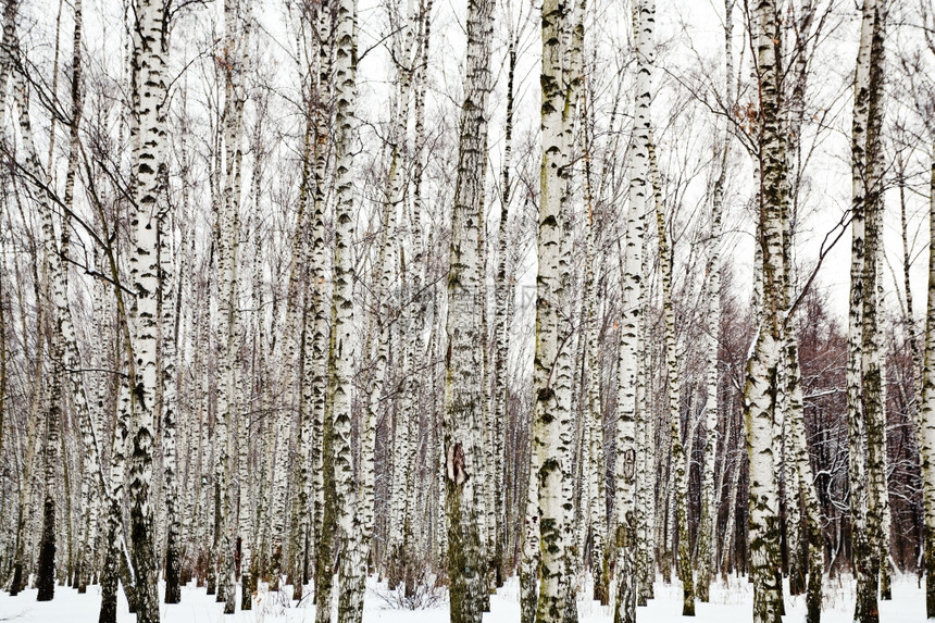 寒冬冷的白树林图片