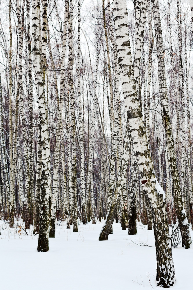 雪覆盖森林的白树干图片