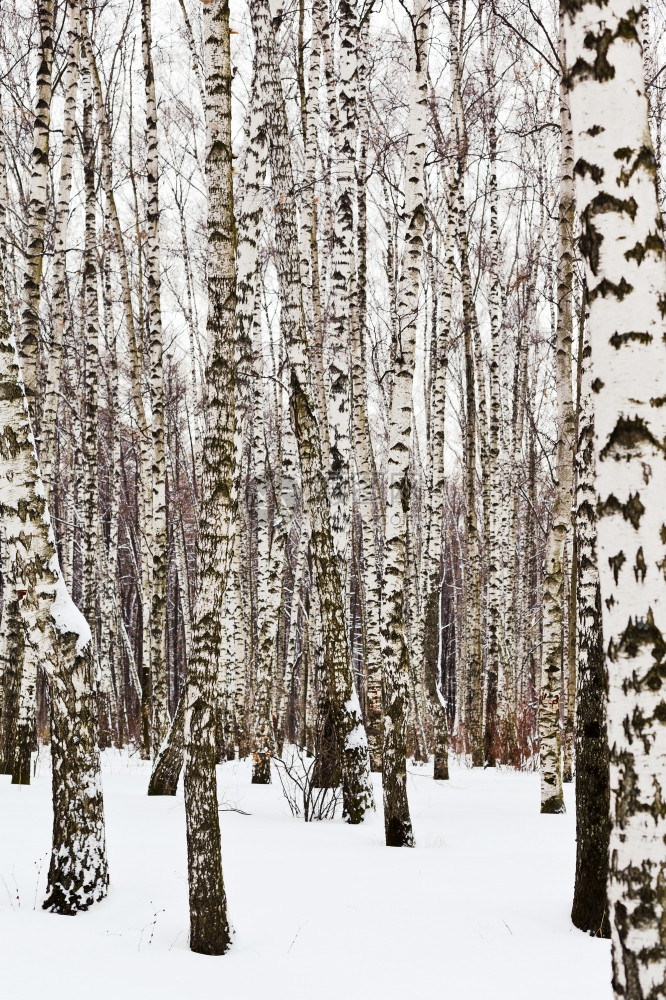 雪覆盖的树林中白图片
