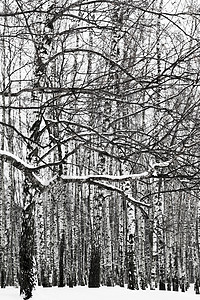 冬季雪树枝和白林图片