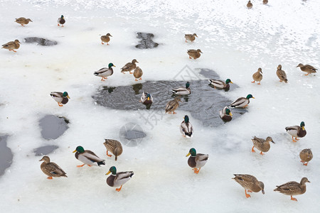 在寒冬冷的冰冻湖中鸭子群冰冷的寒图片