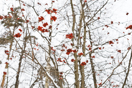 冬天在树上冷冻的红图片