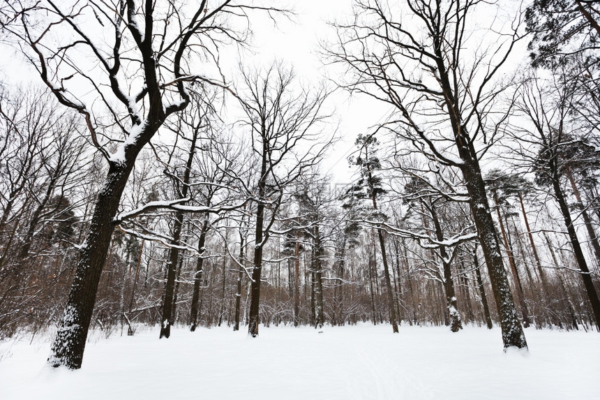 冬季森林角上的雪覆盖了橡树和松图片