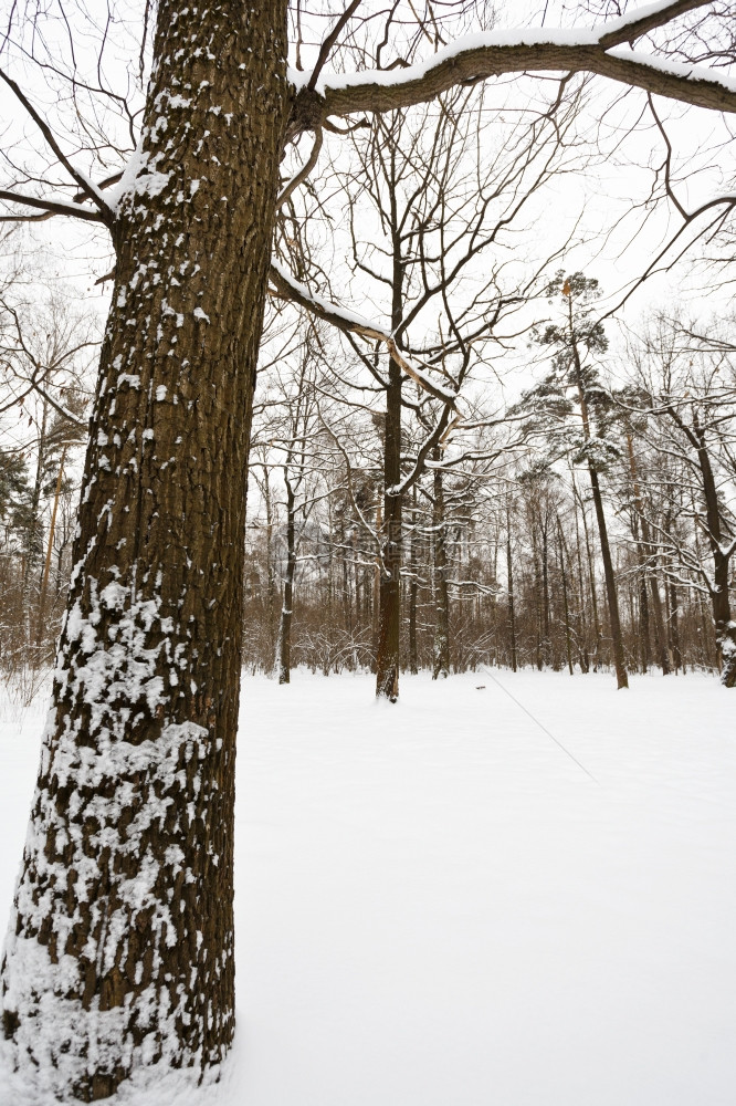 冬季森林边缘的雪橡树图片