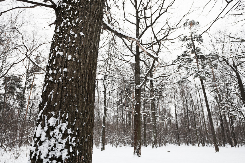 冬季森林边缘的雪覆盖橡树图片