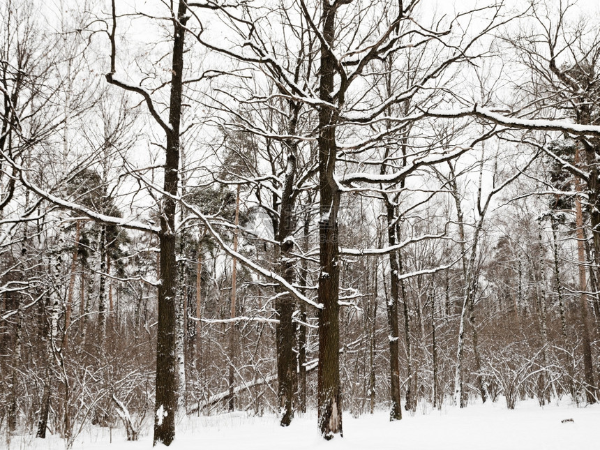 冬季森林边缘的雪橡树和松图片