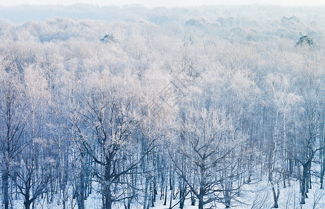 在寒冬清晨冰冻的树林上图片