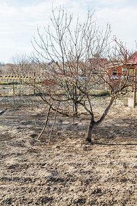 春初村后院花园空的苹果树图片