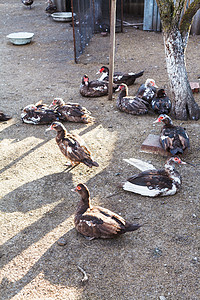 在户外家禽饲养场的鸭子群中图片