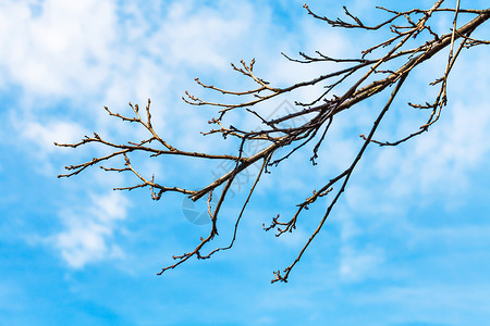 在阳光明媚的春日蓝天空背景的光亮五红树枝图片