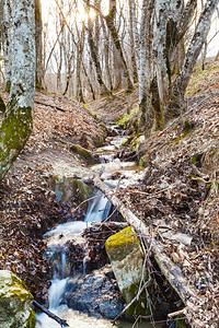 Caucasus山春林中与溪水相见的风景图片
