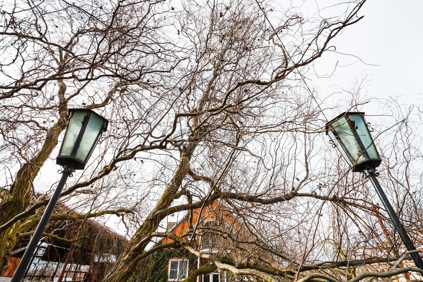 春季日在乡村家庭院子里的赤柳树枝间开户外灯笼图片