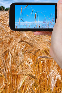 旅行概念在法国移动工具上拍摄成熟小麦田照片的游客图片