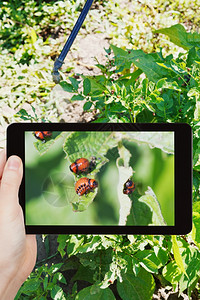 花园概念男子在花园移动工具上拍摄采虫花色土豆甲的照片图片