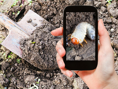 花园概念男人用花园移动小工具在地面拍摄公鸡切发白幼虫的色照片图片