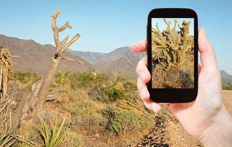 莫哈夫旅行概念在美国Mojave沙漠移动工具上拍摄仙人掌照片的游客背景