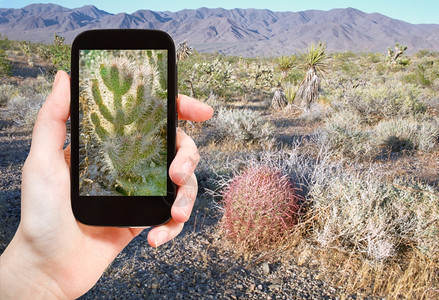 莫哈夫旅行概念美国Mojave沙漠移动工具上的仙人掌旅游拍摄照片背景
