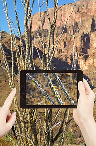 旅行概念在美国内华达州大峡谷山区移动工具上拍摄仙人掌照片的游客图片