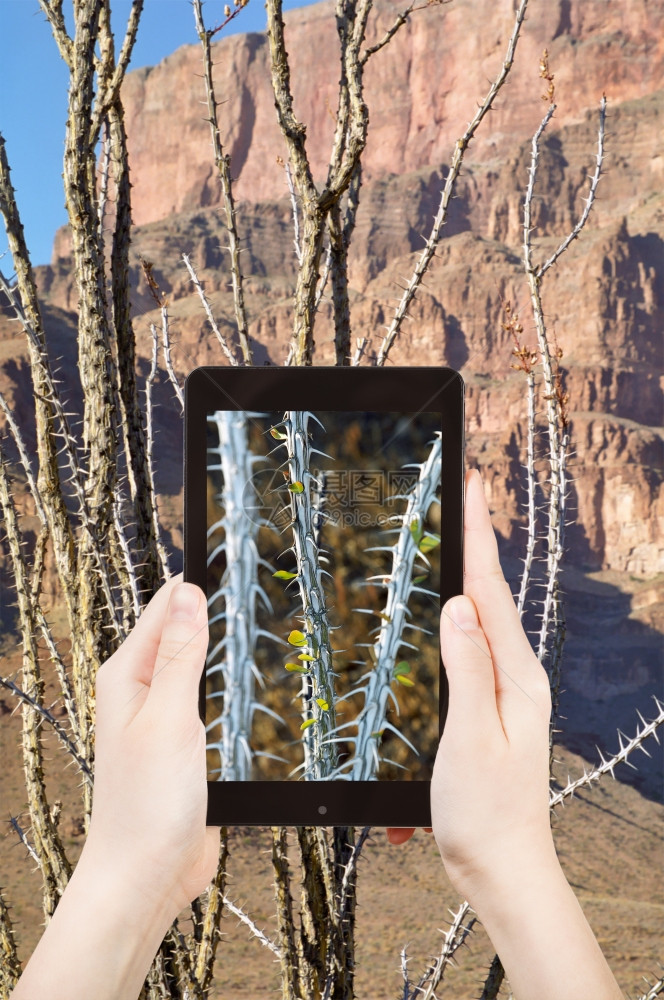 旅行概念在美国内华达州大峡谷移动工具上的仙人掌旅游拍摄照片图片