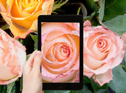 拍摄鲜花的概念游客拍摄新鲜的湿粉红色玫瑰紧贴在智能手机上图片