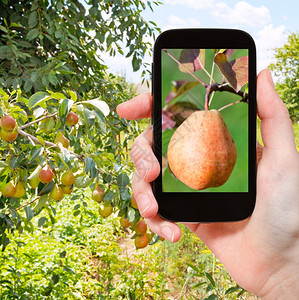 旅行概念游客在智能手机水果园树枝上拍摄成熟的黄色和红梨子图片