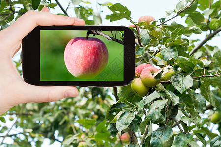 旅游概念客在夏季水果园用智能手机拍摄成熟的粉红苹果图片