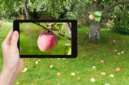 旅行概念旅游者拍摄成熟粉红苹果的照片在智能手机上的水果园中关闭图片