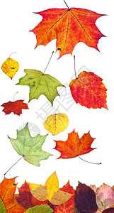 多色秋季叶白背景上孤立的多色秋叶图片